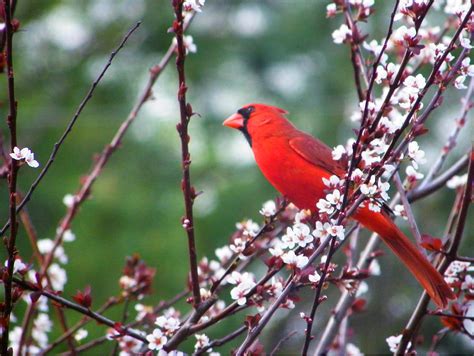 Cardinal Spring Photograph By Judy Wanamaker Fine Art America
