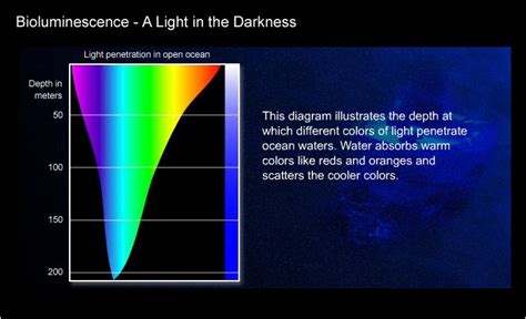 Bioluminescence A Light In The Darkness