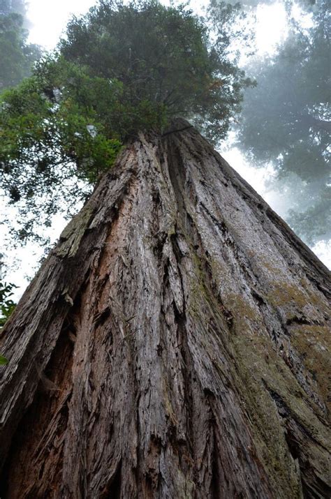 The Worlds Tallest Redwood Trees And Where To Find Them Casago