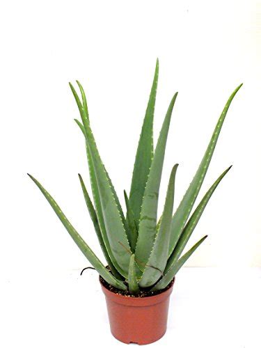 Check spelling or type a new query. Aloe-vera-Pflanze ernten und züchten mit der richtigen ...