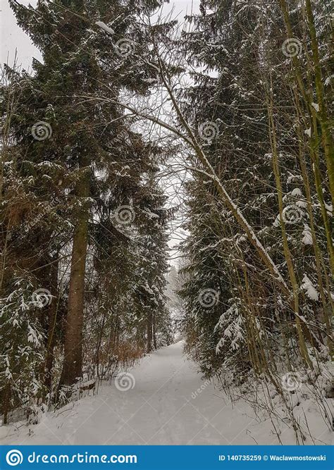 Snowy Path In The Forest During Winter Stock Image Image Of Cool