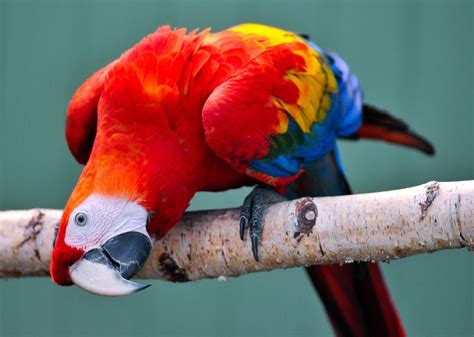 Description Of The Macaw Exotic Pars Breeder Gmbh