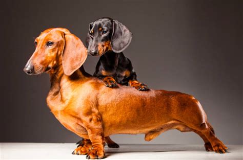 Dachshund Akc Breed Standards