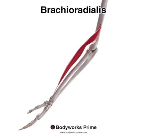Brachioradialis Muscle Anatomy Bodyworks Prime
