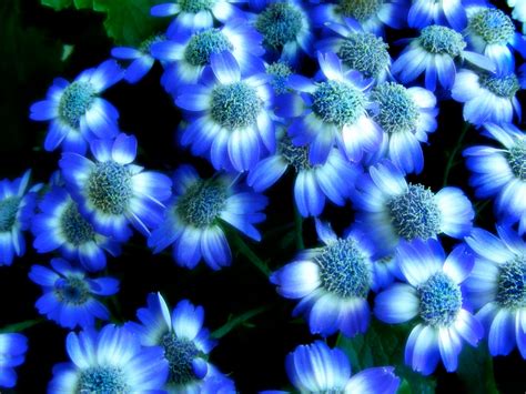 Blue Flower Wallpapers Asimbaba Free Software Free
