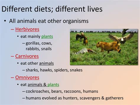 Ppt Animal Nutrition Powerpoint Presentation Free Download Id2043404