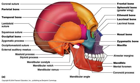 Facial Bones Axial Skeleton Skeletal System Anatomy