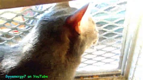 Now i can keep windows open without worrying bugs. I may Modify the CAT PROOF Window - YouTube