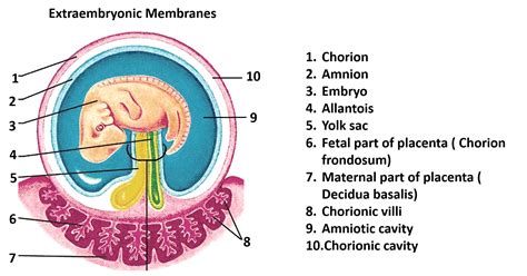 General Embryology III Anatomy QA