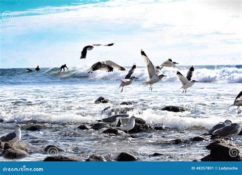 Birds In Malibu Beach Stock Image Image Of Ocean Birds 48357801