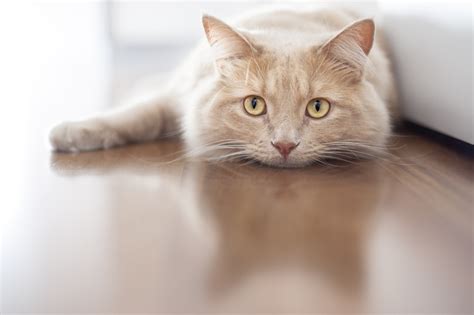 Feline Leukemia Causes Symptoms And Treatment Emergency Veterinary Care Centers