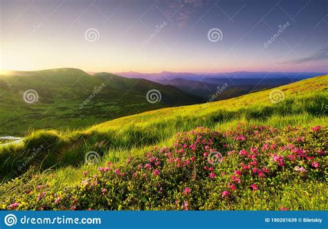 Mountain Landscape In Summertime During Sunset Blossoming Alpine