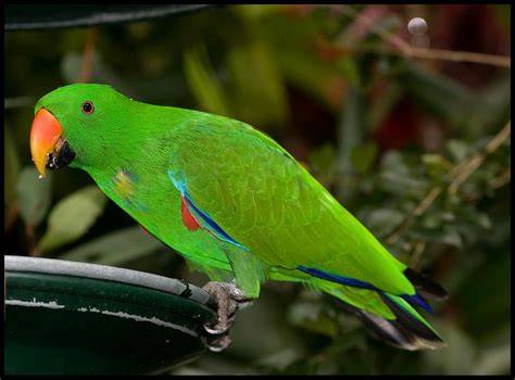 Green Parrot In Australia Zoo 01 Green Parrot In Australi Flickr