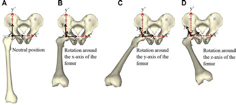 Range Of Motion Simulation Of Hip Joint Movement During Salat Activity