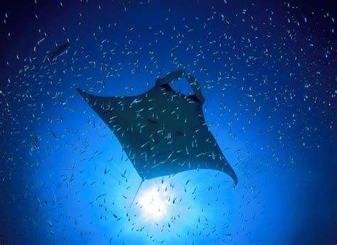 New Tiny Manta Ray Robots Could One Day Hunt Lakes For Pollution