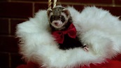 Santa’s Little Ferrets Trailer: Cutest Christmas Critters Ever - That Shelf