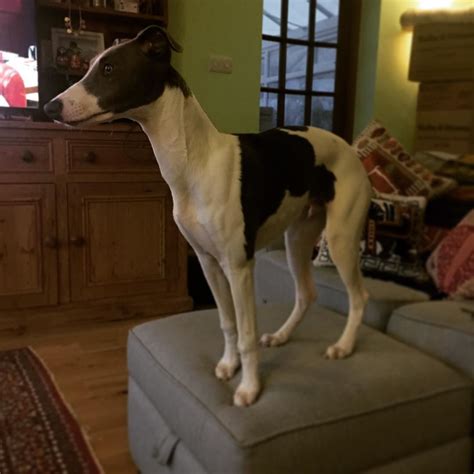 Giddy Up Eric On Instagram Im King Of The Castle Whippet