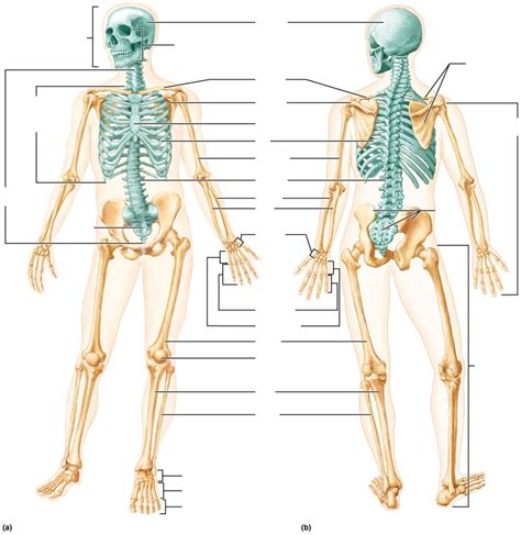 The Human Skeleton Diagram Quizlet