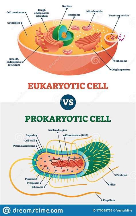 The plant cell is the basic structural and functional unit found in the members of the. Eukaryotic Vs Prokaryotic Cells, Educational Biology ...