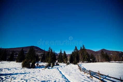 Winter Mountain Forest Wonderful Winter Landscape Snowy Mountains And