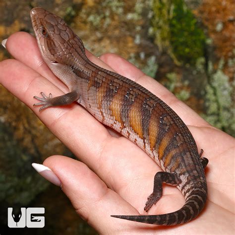 Baby Northern Blue Tongue Skinks T Scincoides Intermedia For Sale