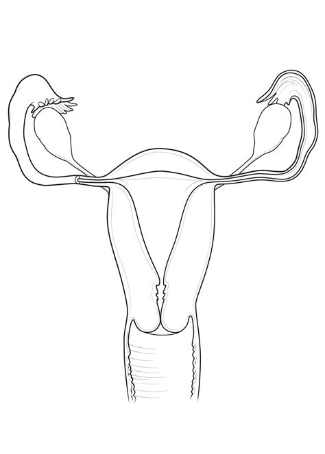 Blank Diagram Of Human Reproductive Systems Unlabeled Human Skeleton