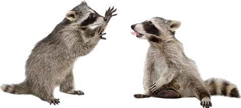Raccoons Png Transparent Image Download Size 846x383px