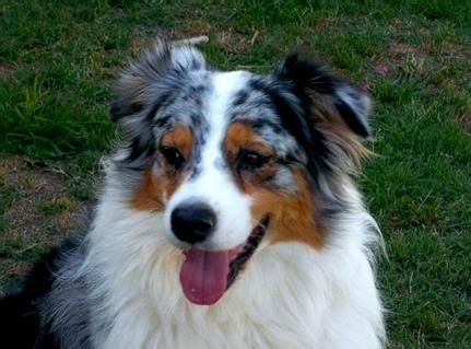 Also you can follow us. Australian Shepherd Puppies For Sale in Texas - Wild Wings ...