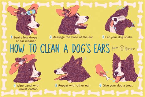 How To Clean Your Dogs Ears Cleaning Dogs Ears Dog Shaking Dog Ear