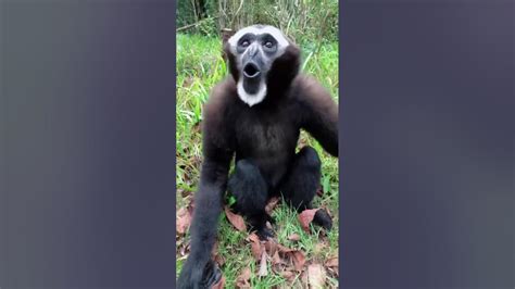 Gibbon Monkey Sound Animal Behavior Oddly Satisfying Video Shorts