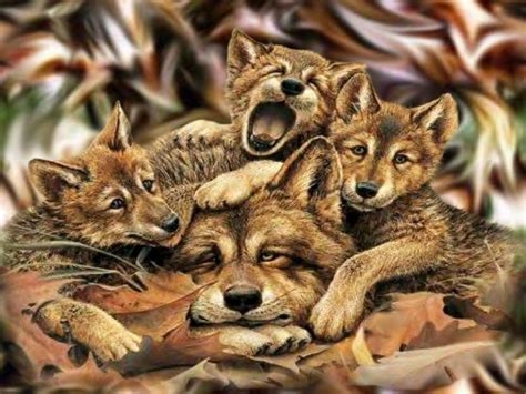 Cute Funny Wolf Familly Animals Dogs Hd Desktop Wallpaper