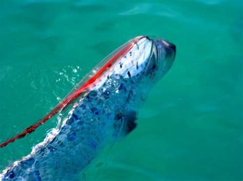 Oarfish The Longest Fish In The World Amusing Planet