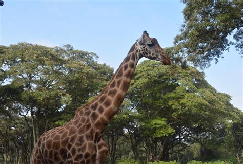 World Giraffe Day The Safari Collection