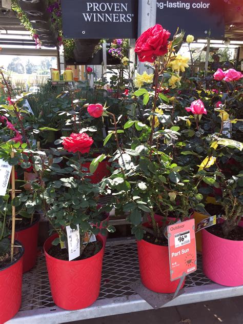 Rose Bush At Home Depot 1699 Is A Very Fragrant Red Rose Bush Rose