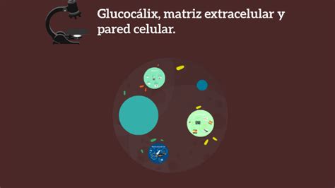 Glucocalix Matriz Extracelular Y Pared Celular By Diana Tamayo On Prezi
