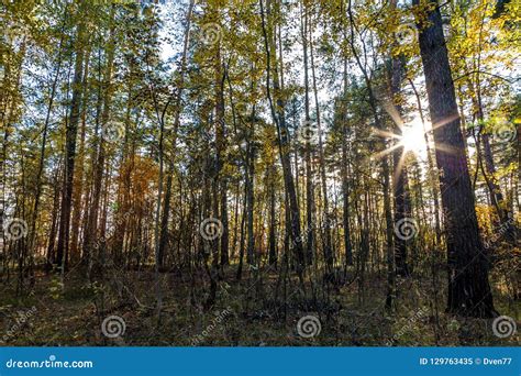The Sun Shines Through The Trees In The Depths Of A Beautiful A Stock