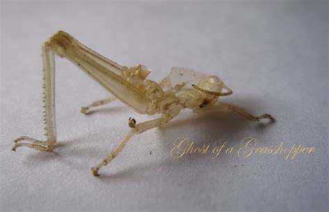 Confessions Of A Lepidoterist Ghost Of A Grasshopper