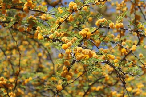 Yellow Texas Mesquite Tree Flowers Stock Image Image Of Tree Puff