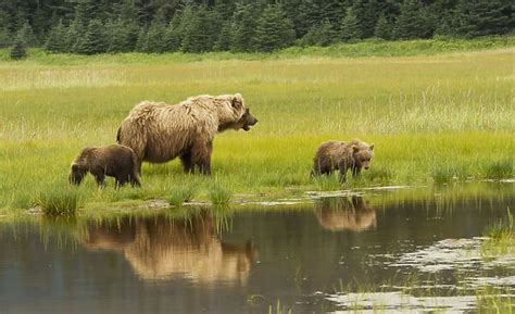 Adult Sow Grizzly Bear With Two Cubs Silver Salmon Creek