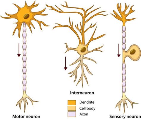 Diagram Of Sensory Neuron