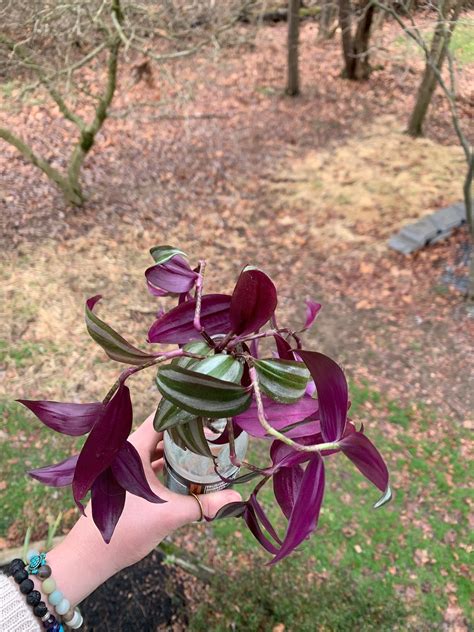 Creeping Purple Heart Wandering Jew Plant Plant Cutting Etsy