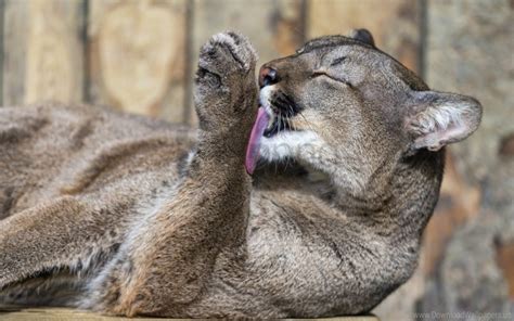 Free Download Hd Png Cougar Down Licking Their Lips Wallpaper