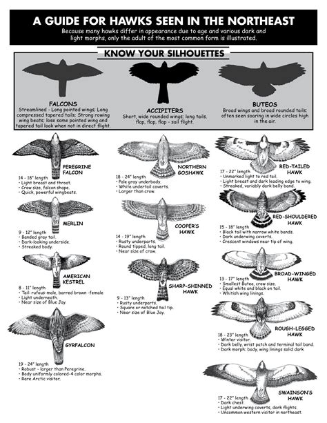 Hawk Identification Guide From Hawk Migration Association Of North