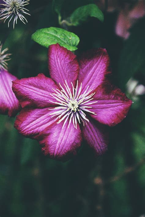 We did not find results for: Purple petaled flower, Clematis, Bud, Petals HD wallpaper ...
