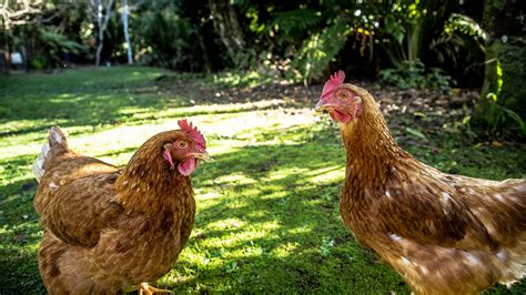 Many townships, villages and cities have embraced the. Do Backyard Chickens Need More Rules? | KPBS