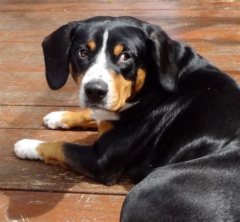 National Entlebucher Mountain Dog Association Nemda Rehome And Rescue