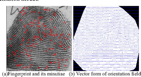 Figure 1 From Fingerprint Orientation Reconstruction From Minutiae