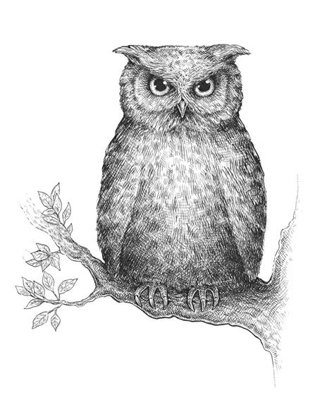 How To Draw An Owl Envato Tuts