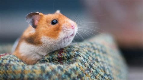 Hamster Hibernation Small Pet Advice Vets4pets