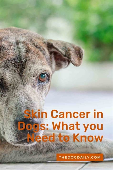 Skin Cancer In Dogs What You Need To Know